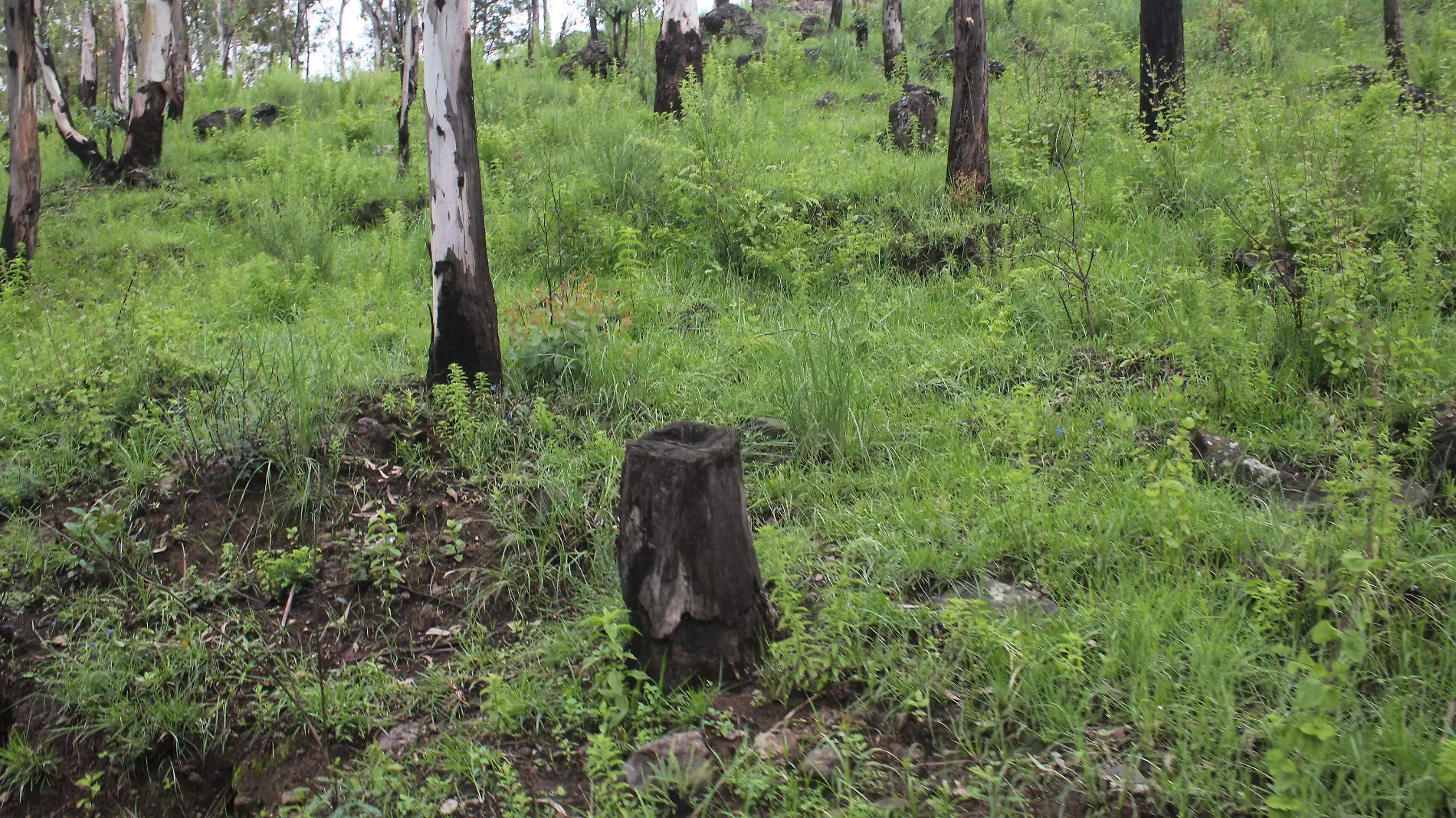 TALA-ARBOLES ENFERMOS-CERRO ZAPOTECAS JULIOCM 07072021007